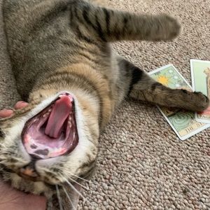 Meet your Posher, Liam